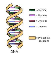 DNA Profile